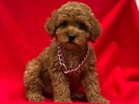 Toy Poodle Tavrular