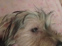 3 aylık morkie