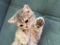 British shorthair golden