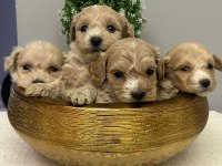 Maltipoo bebekler