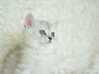 Oyuncak Bebek Silver British Shorthair Ns24