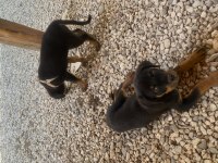 Prenses dişi rottweiler yavru
