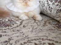Erkek İran kedimiz