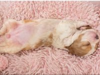 Sağlıklı ve çok sevecen yapılı cavalier king charles