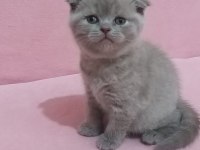 Saf kan ayı surat scottish fold yavrular