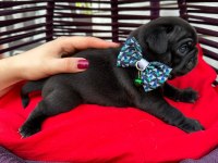 Rezerveye açık pug yavrular