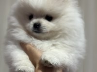 Pomeranian Boo 3.5 Aylık
