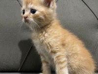 2 Aylık British Longhair ve Siyam Yavrular Yuva Arıyor