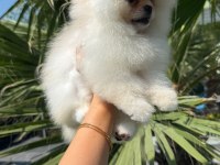 Üst kalite teddy bear garantili pomeranian yavrularım