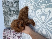 Kore Toy Poodle