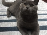 7 aylık british shorthair erkek
