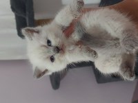 ISPARTA..A KALİTE SAFKAN IRK GARANTİLİ ORJ.CİNS YAVRULAR