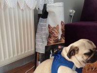 Eğitimli pug