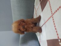 Toy poodle erkek yavru kedimiz