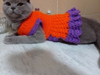 Scottish fold kedime ömürlük yuva