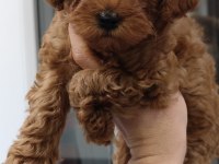 KIVIRCIK POODLE PRENSES