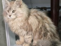 Müthiş Yavru Maine Coon