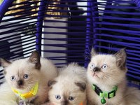 British Shorthair Chocolate Point Yavrular