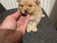 POMERANİAN YAVRULARIMIZ SİZLERİ BEKLİYOR