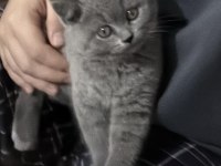 2 aylık british shorthair erkek yavru