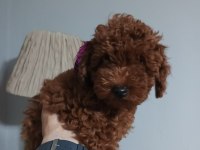 Irk garantili Red braun Korea kan toy poodle