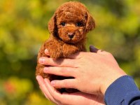 2.5 aylık dişi toy poodle bebeğimiz