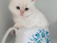 British Longhair erkek