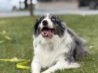 Ev Eğitimli Border Collie Kızımız