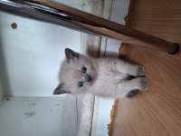 British shorthair bebeklerimiz