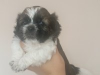 SHİH TZU yavrular
