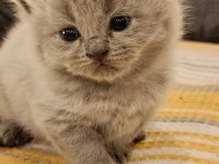 Duman rengi minnoş british shorthair yavrular