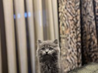 GÜZELLER GÜZELİ BRITISH LONGHAIR YAVRULARIM 