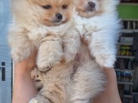Pomeranian Boo Yavrular