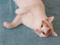 ÜCRETSİZ KEDİMİZ 6 AY BOYUNCA TÜM İHTİYAÇLARI KARŞILANACAK