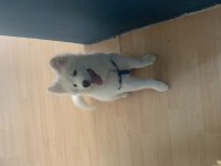 3 AYLIK YAVRU ERKEK SAMOYED