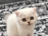 Scottish fold dişi mavi gözlü beyaz kedimiz