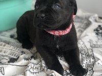 Çok özel renk, uygun ve kaliteli ırk garantili cane corso