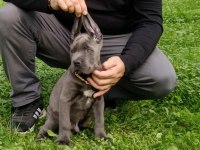 Cane corso blue yavrumuz erkek
