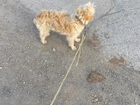 Golden doodle