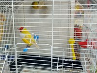 Goldin finch