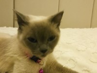 İki güzel british shorthair