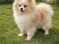 Pomeranian Boo Dişi