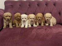 Maltipoo yavru