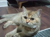 British Shorthair Golden Black Acill sahiplendirilecektir