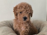 TOY POODLE YAVRULAR