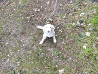 Köpeğimiz Pablo İçin Kalıcı yuva arıyorum ACİL DURUM!