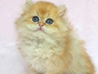A KALİTE ORİJİNAL BRİTİSH LONGHAİR GOLDEN YAVRUM