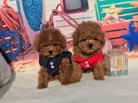 Toy Poodle Yavru