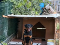 Irkının en iyisi 6 Aylık Dişi Rottweiler