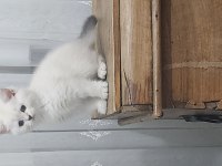 Yavru kedilerimin iddiasına bi bakın
